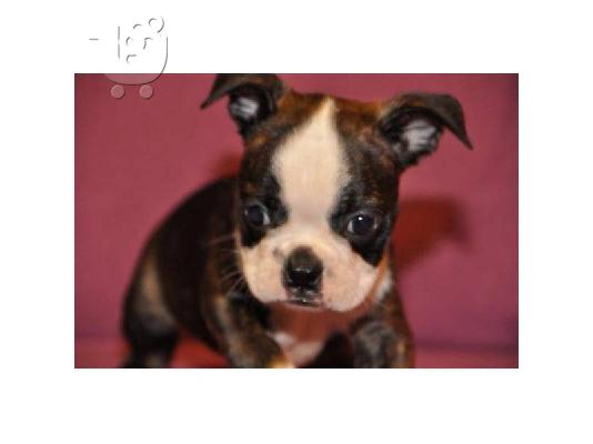 Boston Terrier κουτάβια (Bobby) ΔΙΑΘΕΣΙΜΑ για ένα νέο σπίτι